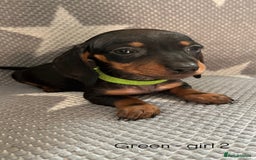 Dachshund dogs for sale:  !!Reduced!!READY TO LEAVE!! miniature dachshunds  - Image 23