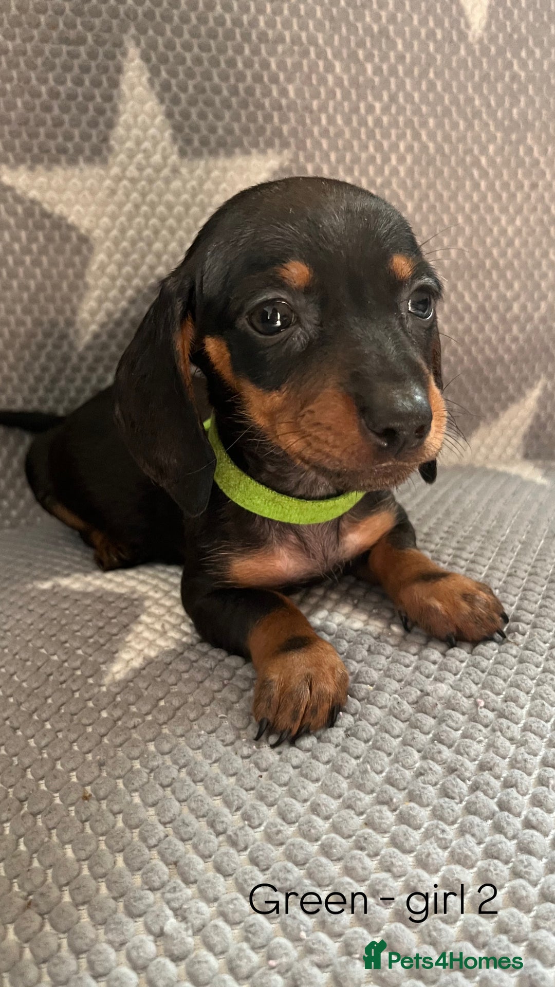 Dachshund dogs for sale:  !!Reduced!!READY TO LEAVE!! miniature dachshunds  - Image 23