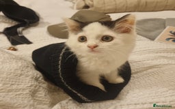Ragdoll cats for sale: Female Kitten - Image 5