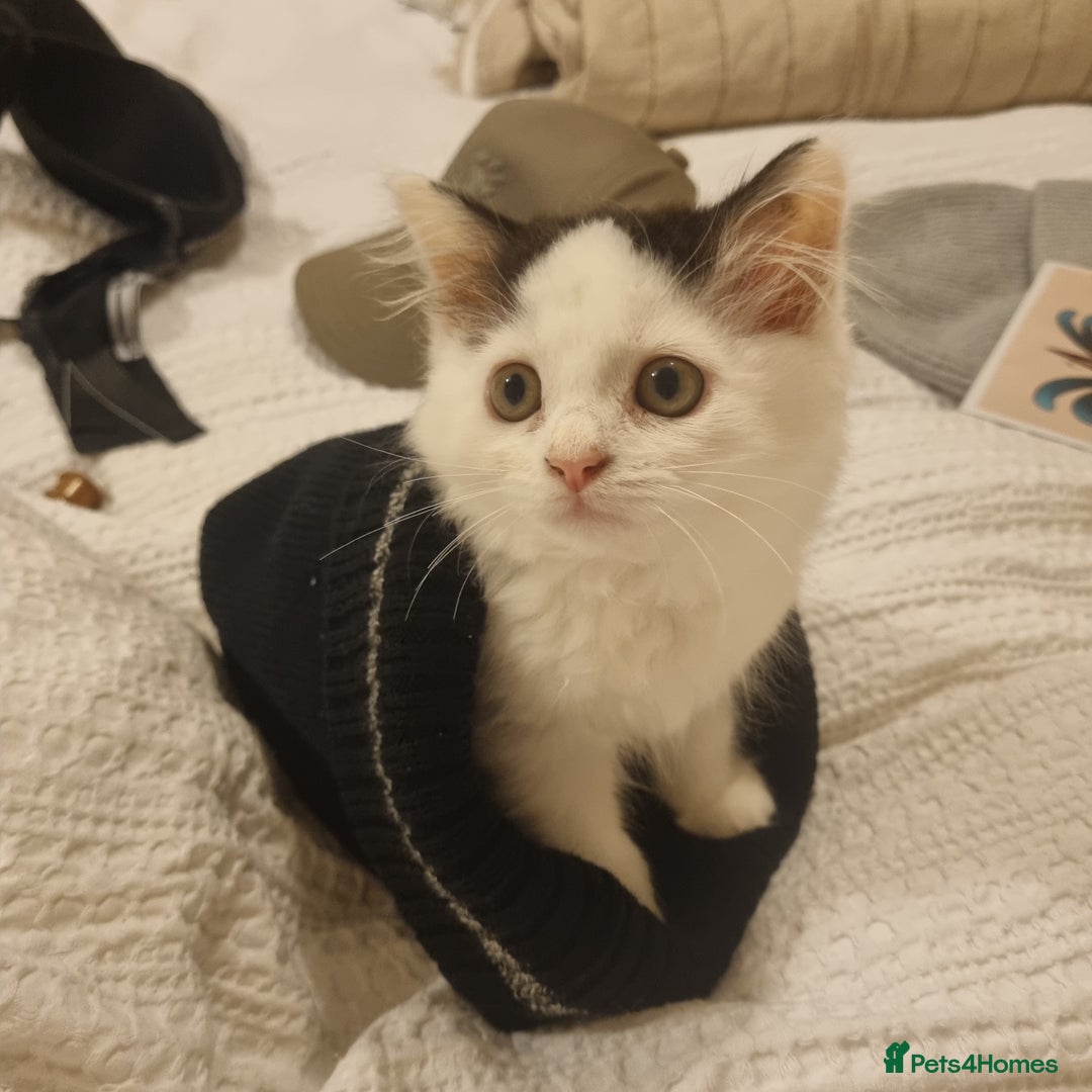 Ragdoll cats for sale: Female Kitten - Image 5