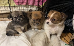 Chihuahua dogs for sale: 5 teacup chihuahua puppies - Image 13
