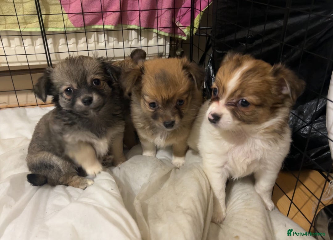 Chihuahua dogs for sale: 5 teacup chihuahua puppies - Image 13
