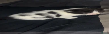 Domestic Shorthair Kitten 1