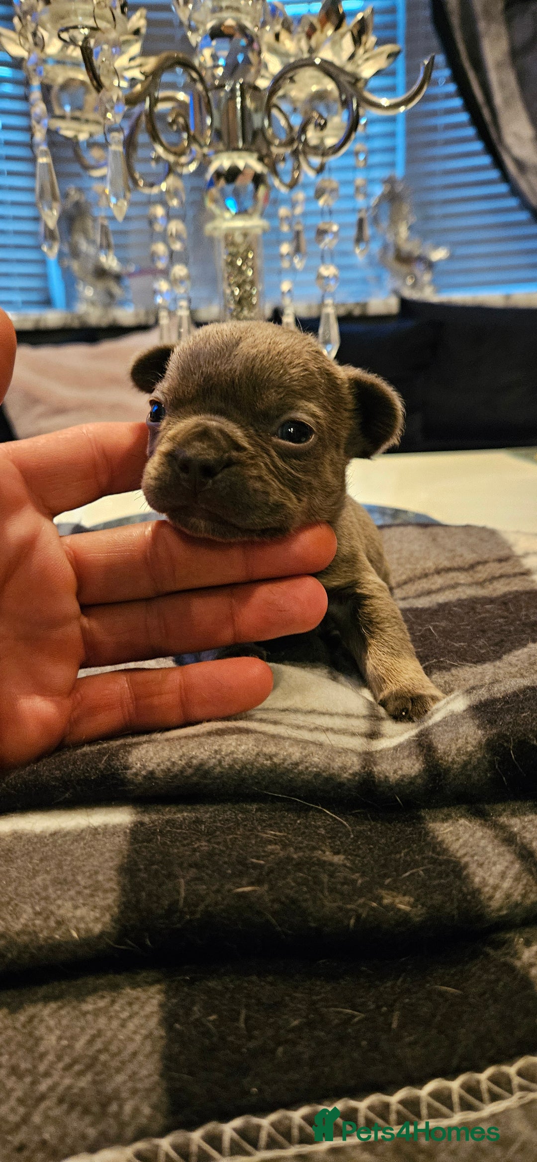 French Bulldog dogs for sale: Kc French bulldog  - Advert 10