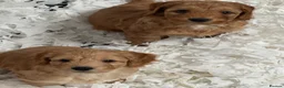 Cockapoo dogs for sale: Stunning F1 Cockapoos - Advert 10