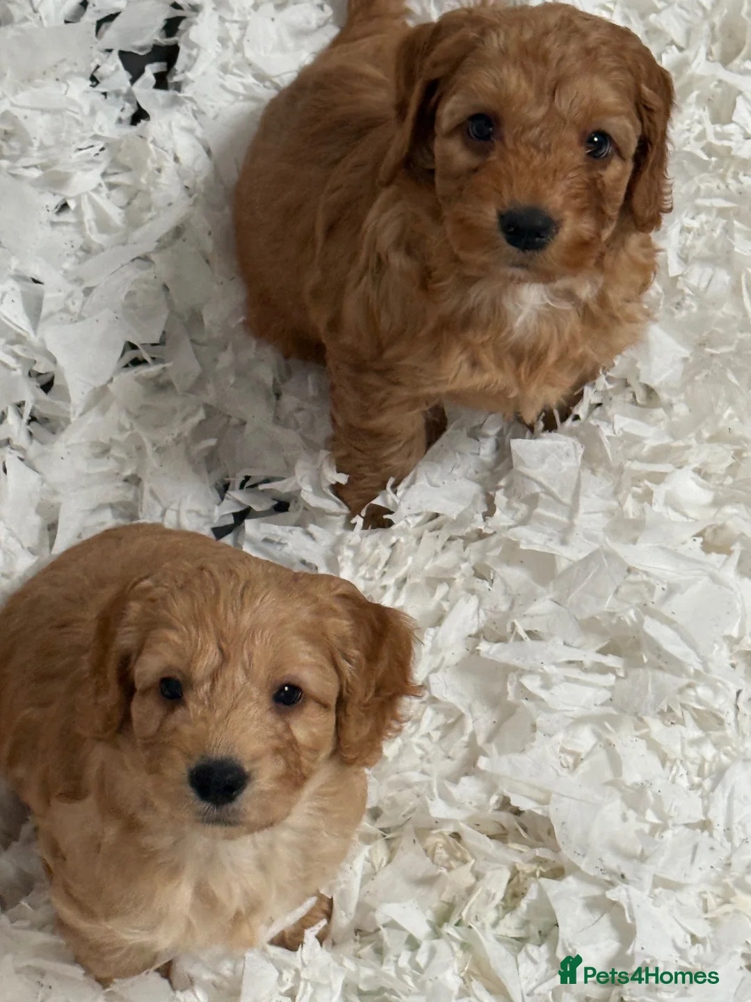 Cockapoo dogs for sale: Stunning F1 Cockapoos - Advert 10