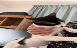 Mixed Breed cats for adoption: OSCAR - THE KISSER !!CANNOT HELP HIMSELF 2B CUDDLY - Image 1