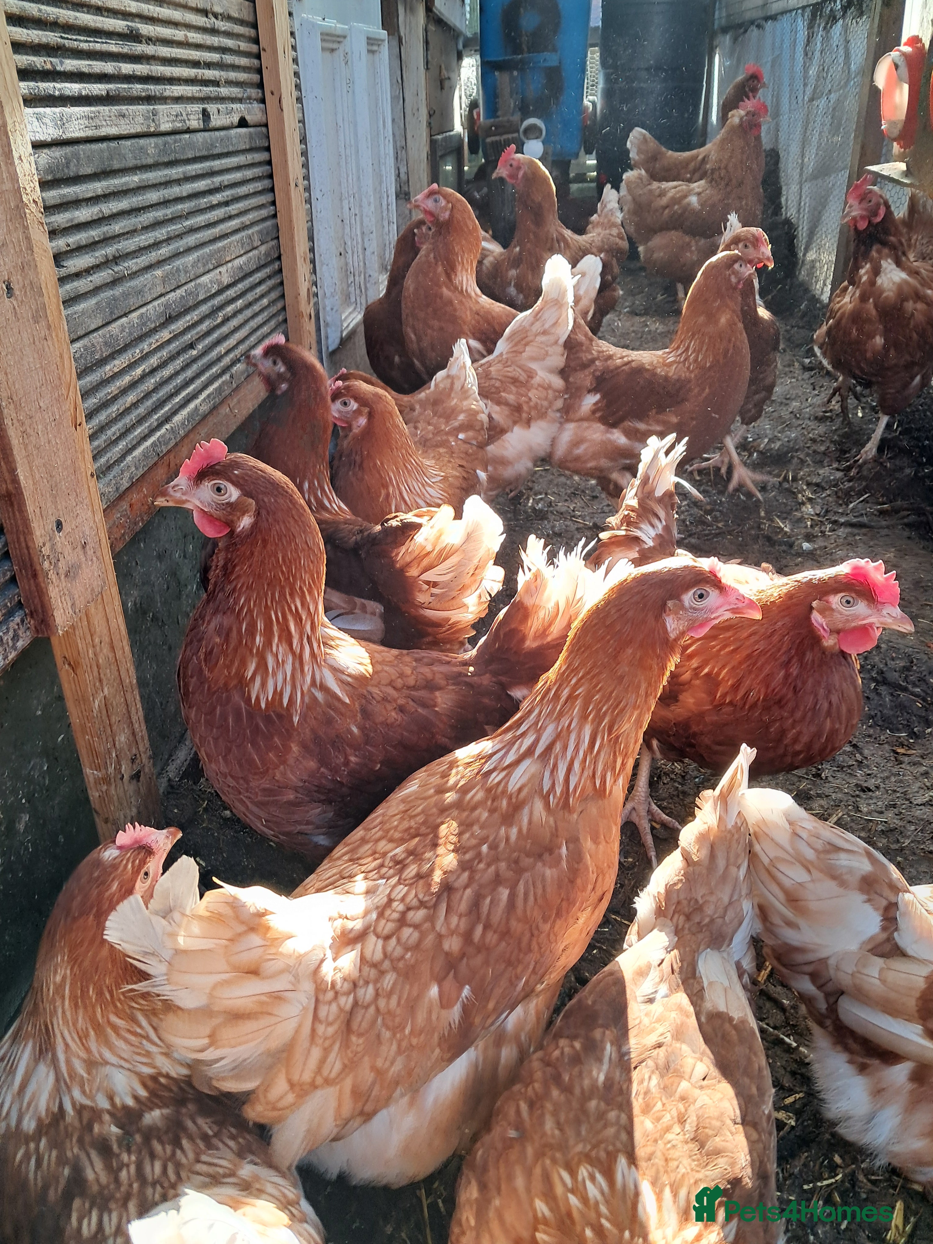 Chickens poultry Warren/lohman brown 18 months old for sale - Advert 1