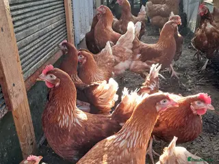 Chickens poultry Warren/lohman brown 18 months old for sale - Advert 7