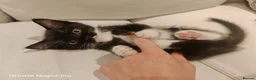 Ragdoll cats for sale: Two Gorgeous Female Kittens Looking for Their Home - Advert 10