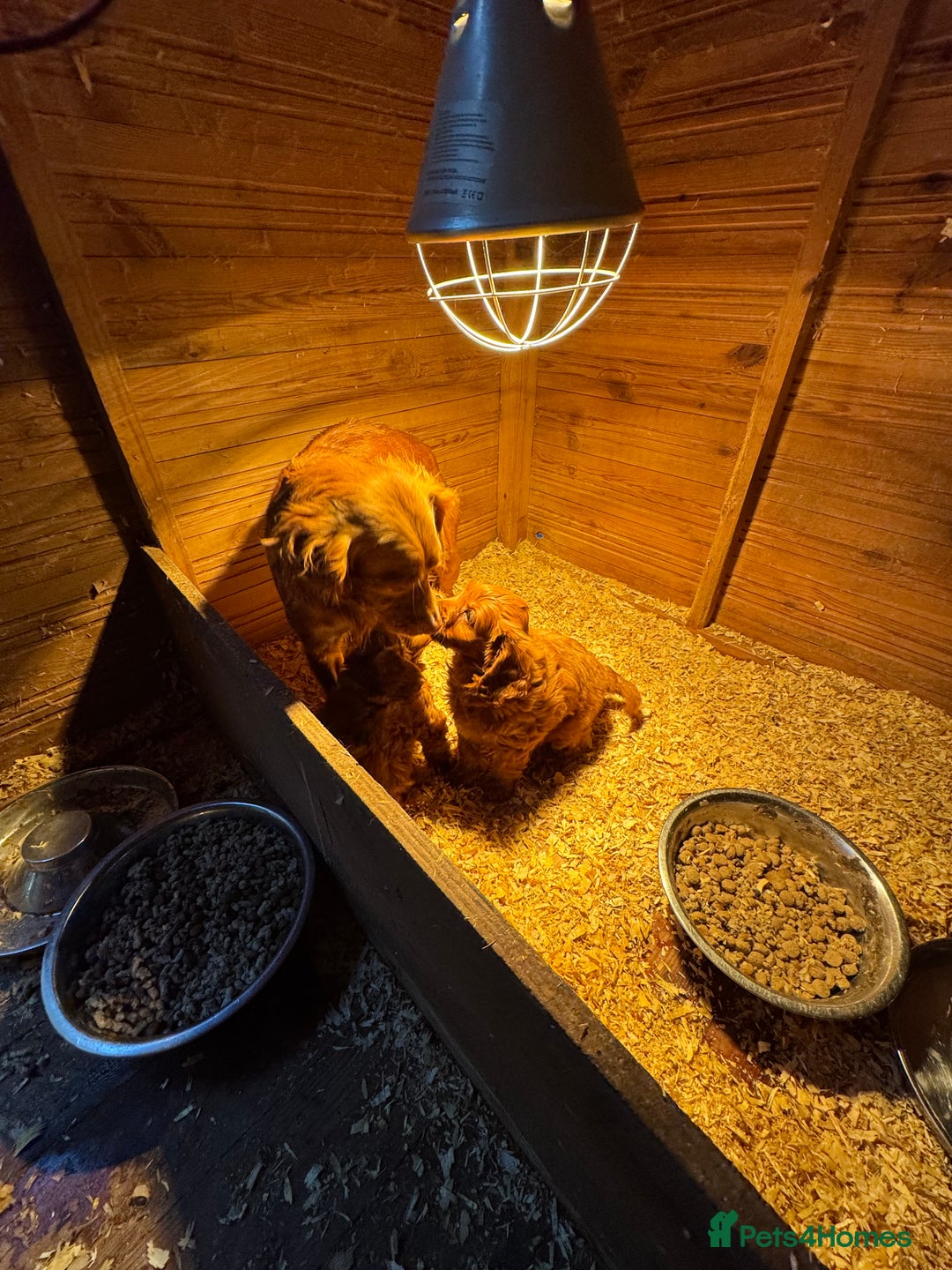 Cockapoo dogs for sale: Fox Red cockapoos for sale  - Advert 12