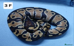 Python Snake reptiles for sale: Royal Python Morph Hatchling's Female - Image 6