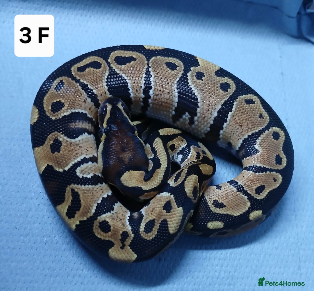 Python Snake reptiles for sale: Royal Python Morph Hatchling's Female - Image 6