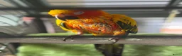 Conures birds for sale: Sun conure for sale (Male)  - Advert 2
