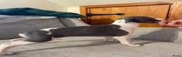 Whippet dogs for sale: Whippet pups  - Advert 6