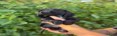 Cocker Spaniel 1
