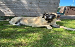 Mastiff dogs for sale: Bruno 6 year old English mastiff  - Image 5