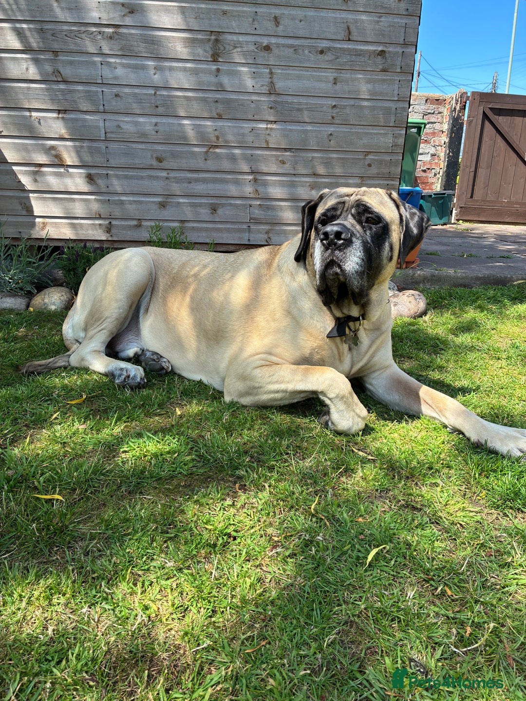 Mastiff dogs for sale: Bruno 6 year old English mastiff  - Image 5