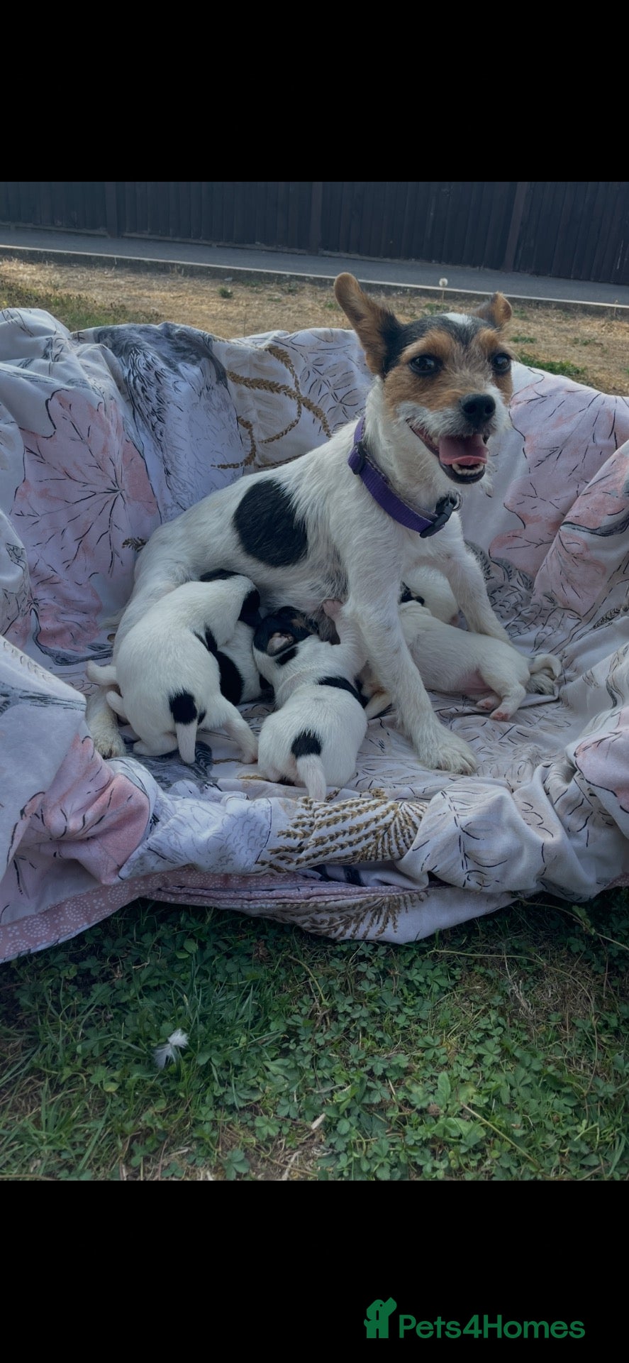 Jack Russell dogs Hayley smith - Advert 2