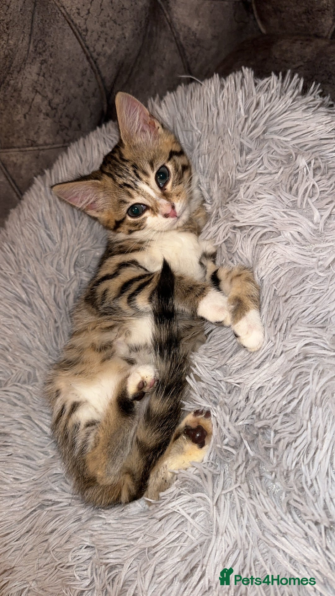 Domestic Shorthair cats for sale: Adorable tabby kitten - Advert 7