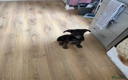 German Shepherd dogs for sale: Female King Dutch shepherd  - Image 5