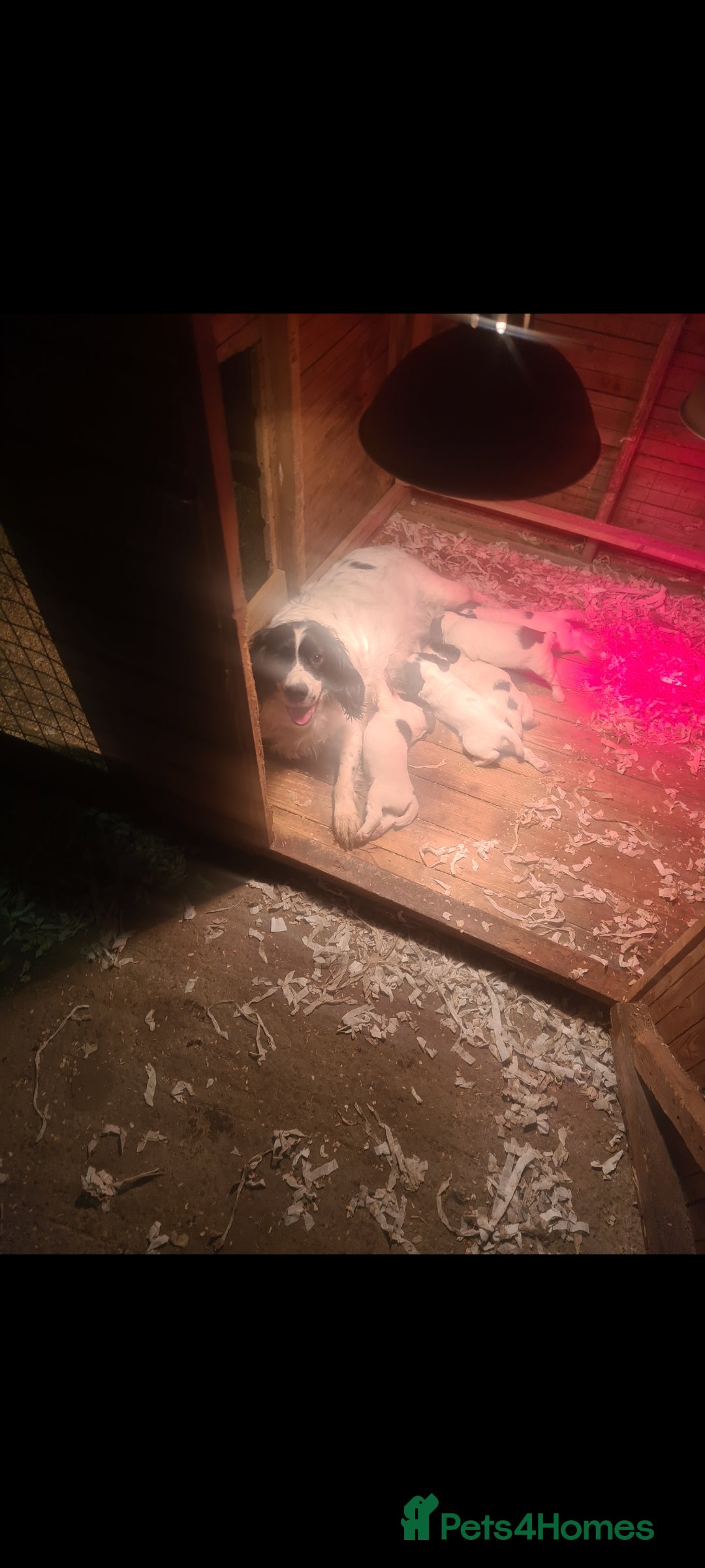English Springer Spaniel dogs for sale: English springer spaniel pups - Advert 8
