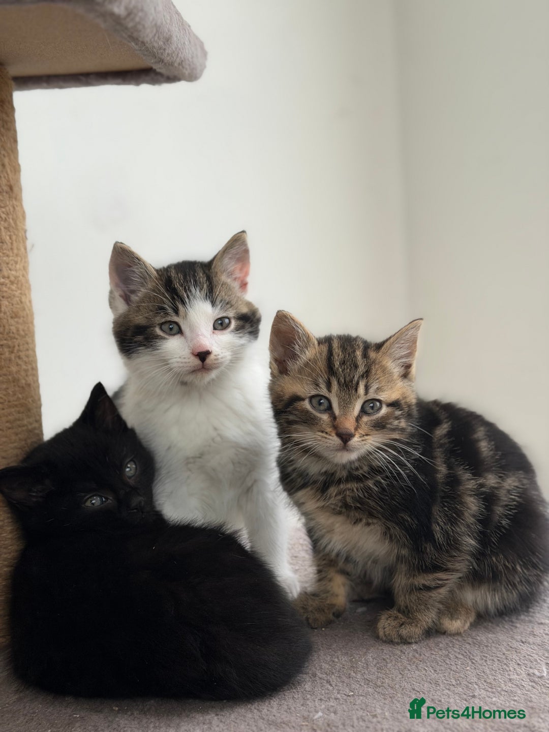 Mixed Breed cats for sale: Kittens for sale  - Advert 6