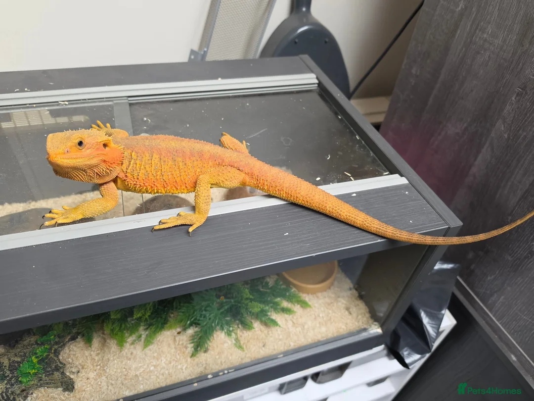 Bearded Dragon reptiles for sale: Bearded dragon - Advert 3