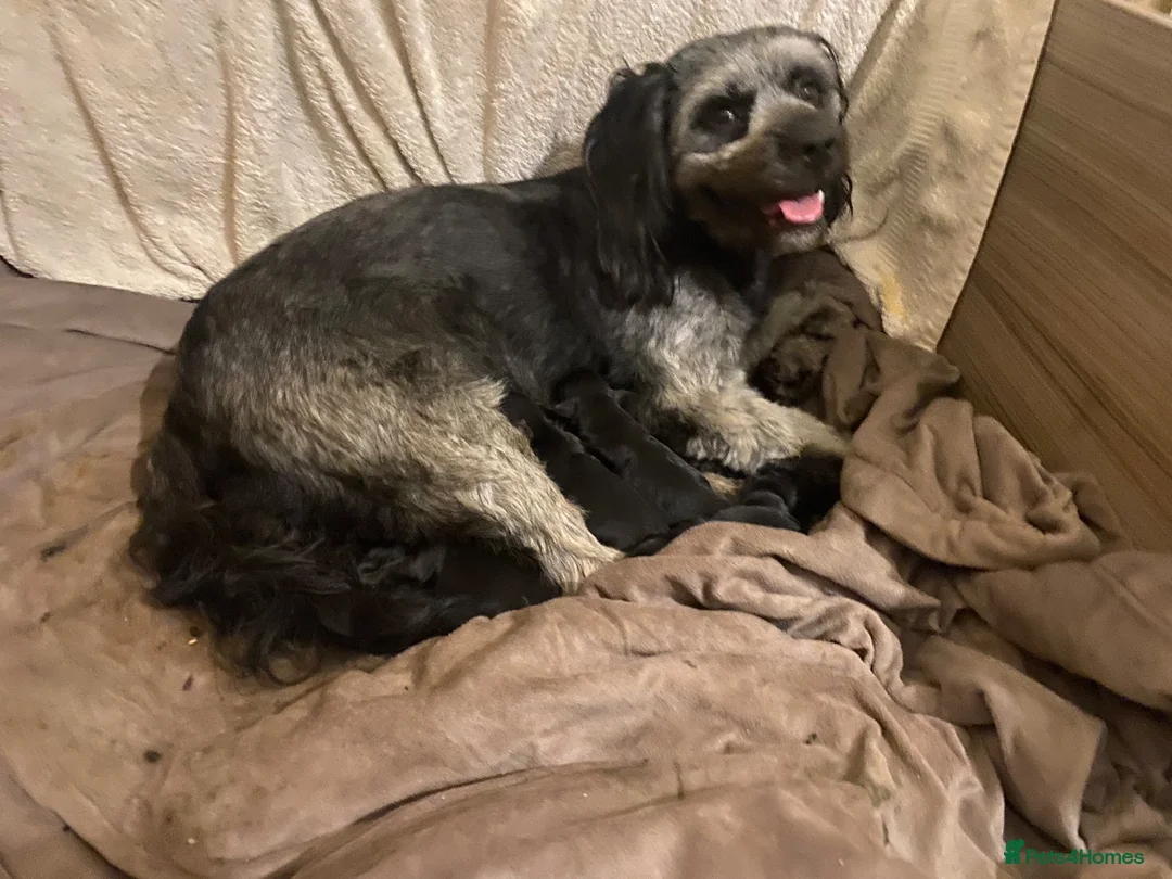 Patterdale Terrier dogs for sale: Patterdale in Darlington - Advert 2
