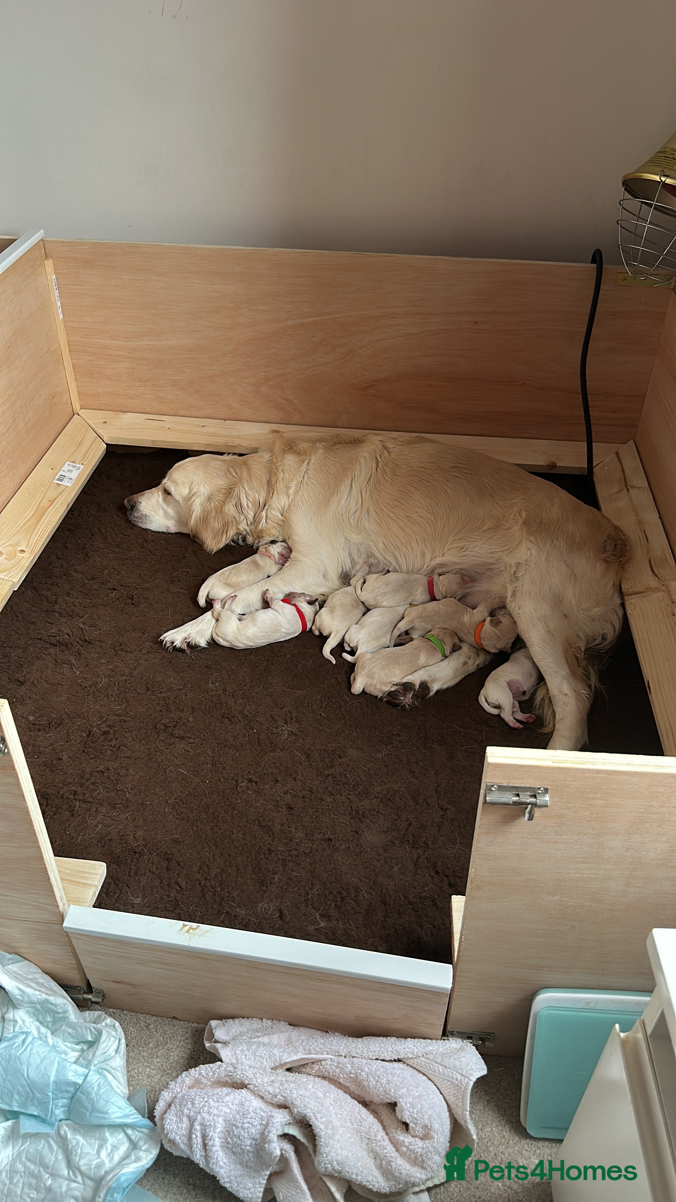 Goldador dogs Goldador Puppies born 21/12/25 - Advert 3