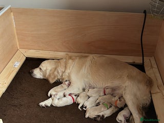 Goldador dogs Goldador Puppies born 21/12/25 - Advert 3