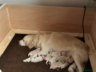 Goldador dogs Goldador Puppies born 21/12/25 - Advert 1