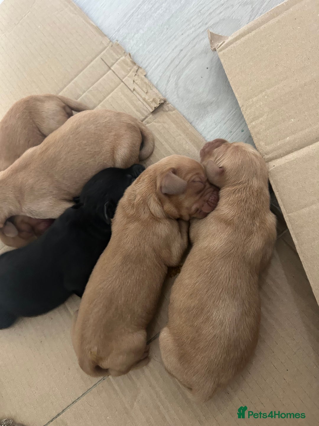 Springador dogs for sale: 3/4 Labrador (Springador x Labrador) Pups for Sale - Image 12