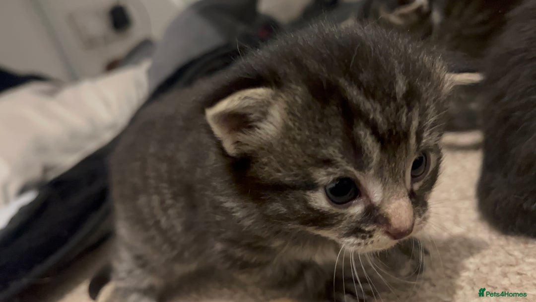 Mixed Breed cats for sale: 4 beautiful kittens 2 female 2 male - Advert 18