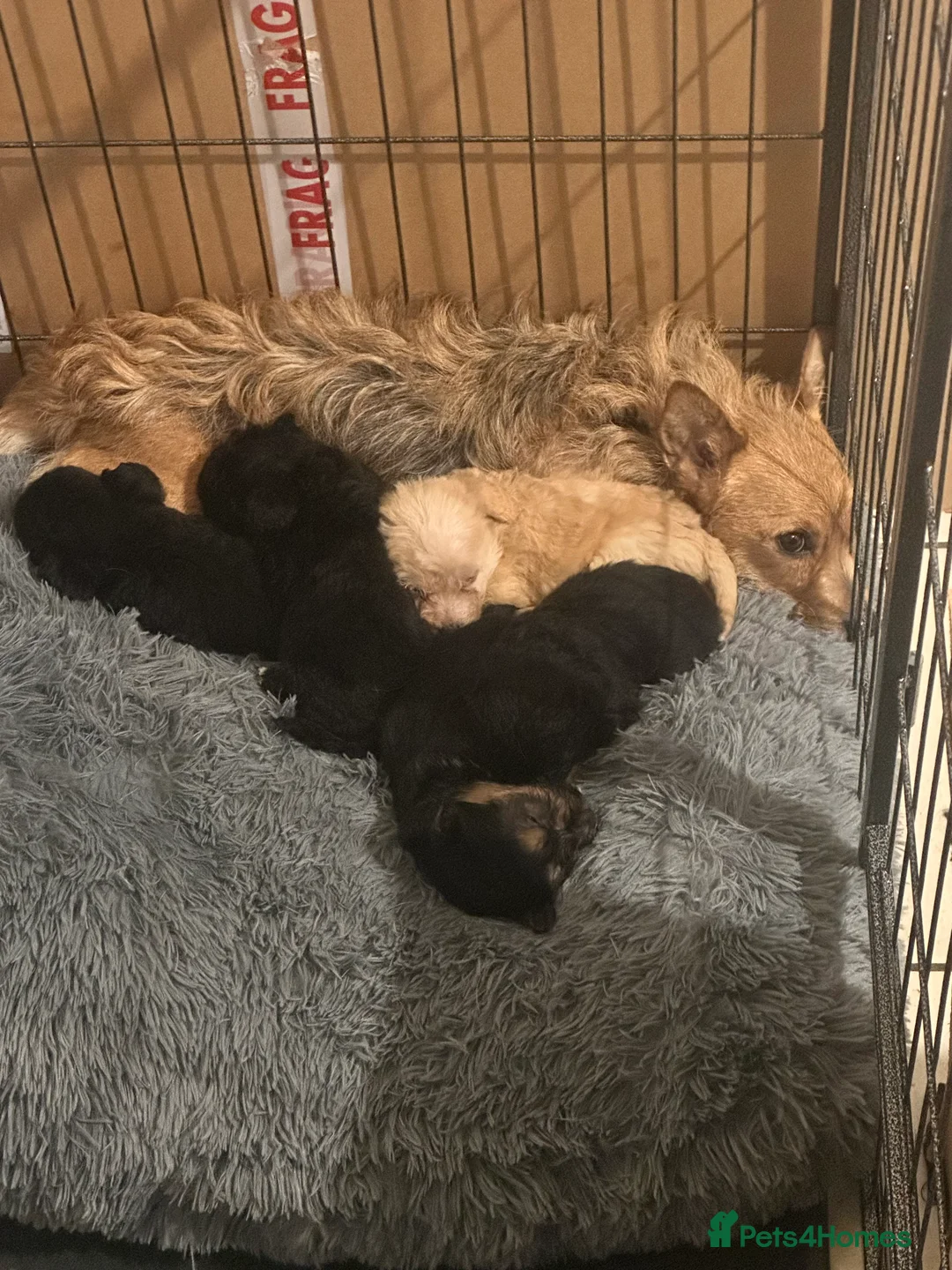 Jackapoo dogs for sale: Jackapoo pups - Advert 2