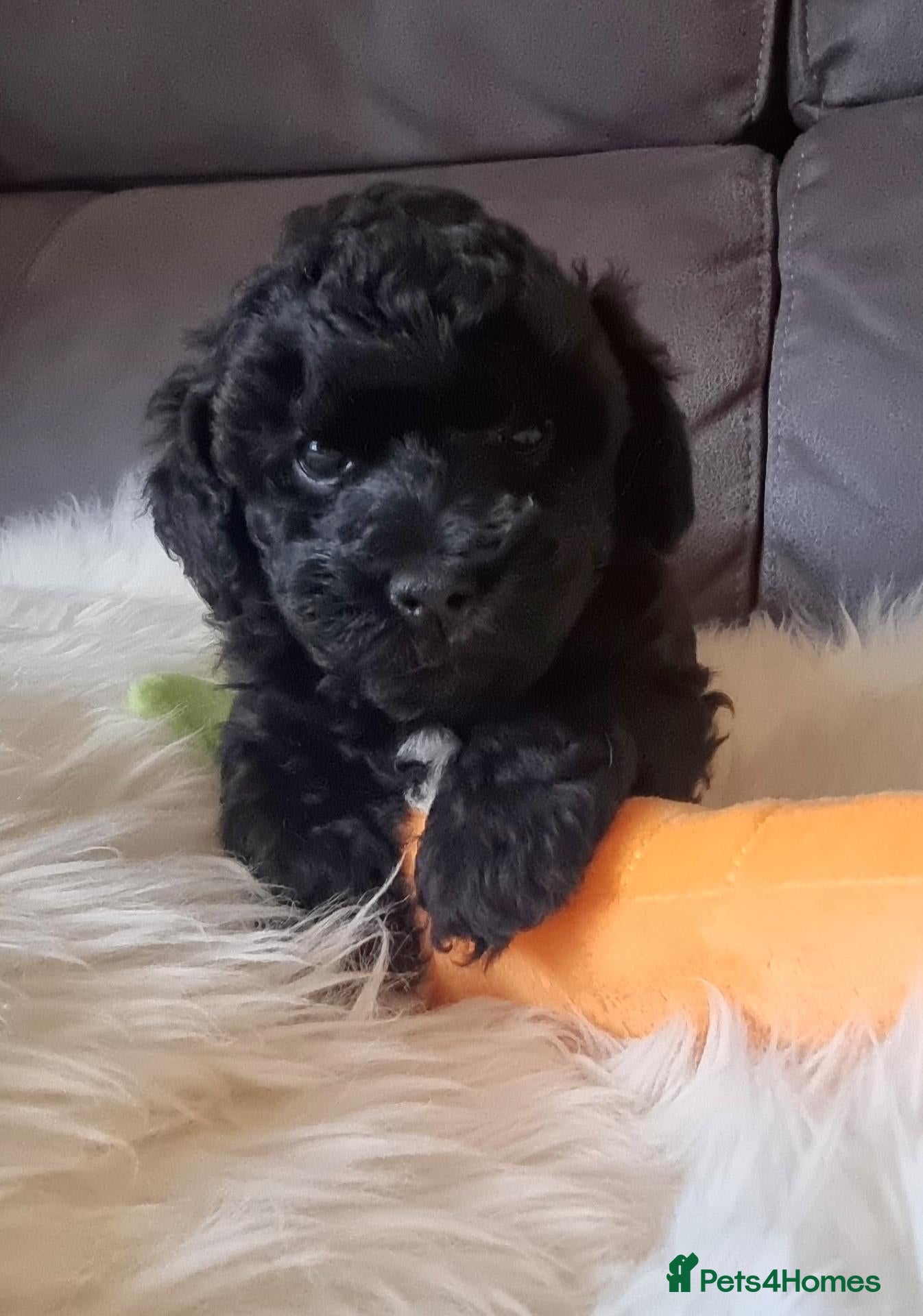 Shihpoo dogs Gorgeous Little Shihpoo Pups sold Fully Vaccinated - Advert 2