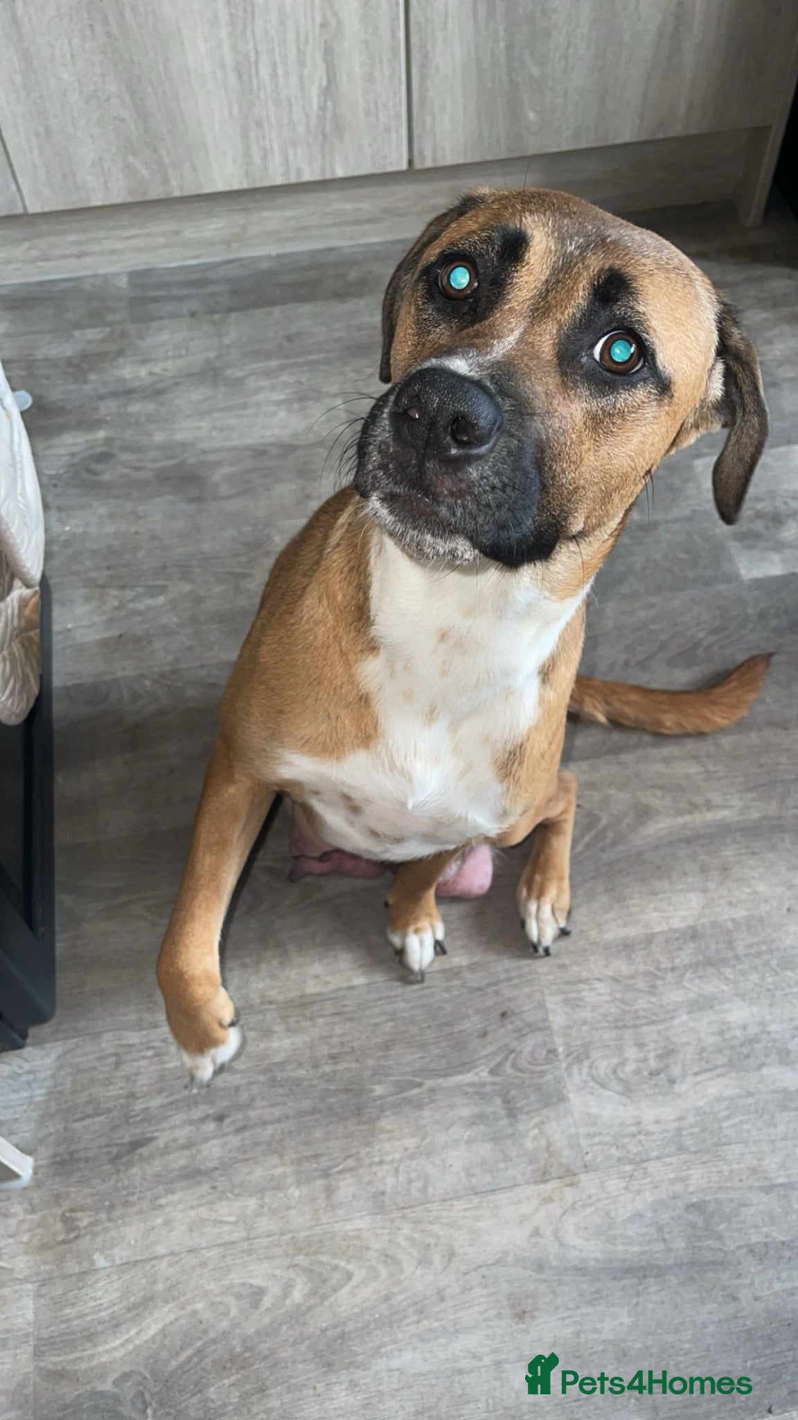 Mixed Breed dogs 8 Beautiful puppies looking for their new home - Advert 1