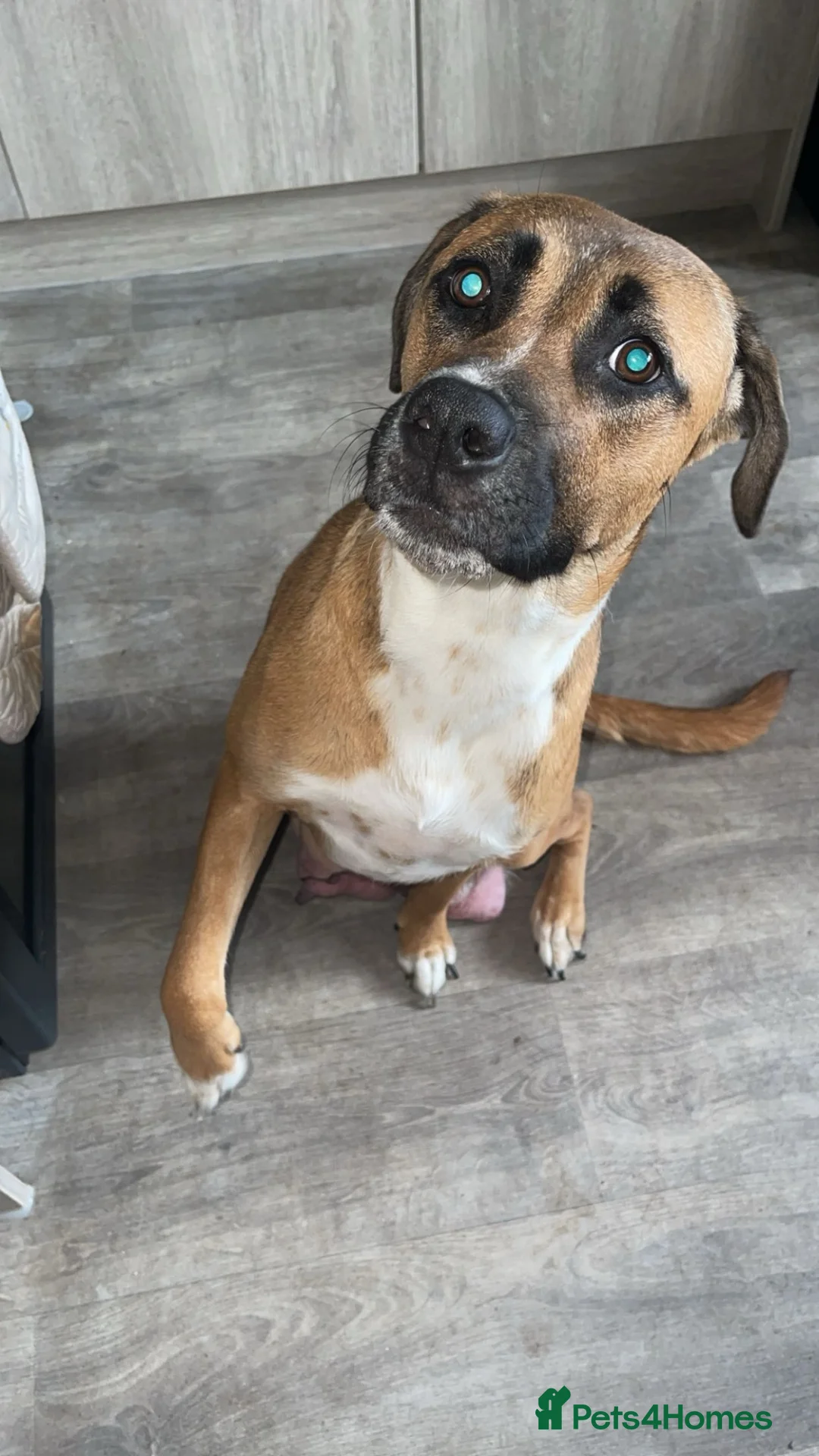 Mixed Breed dogs for sale: 8 Beautiful puppies looking for their new home in Great Yarmouth - Advert 1