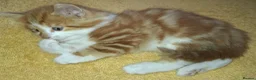 British Longhair cats for sale: 2 Beautiful Longhaired Kittens 1 Male 1 Female. in Dudley - Advert 6