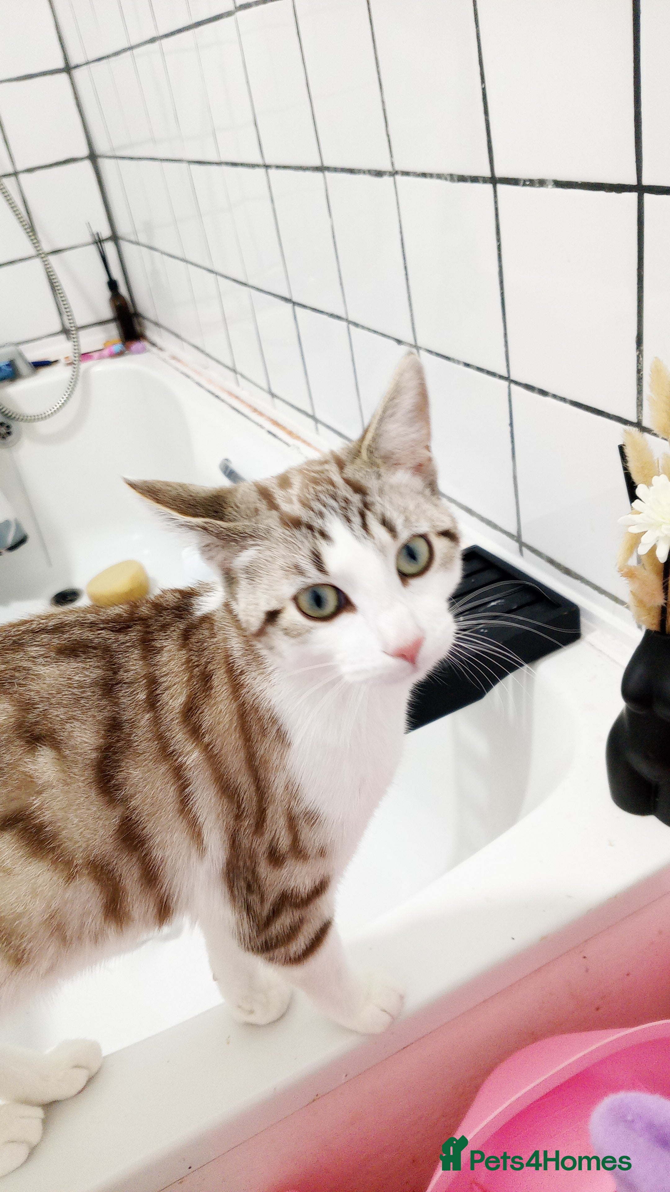 Bengal cats Bengal female angel  - Advert 1