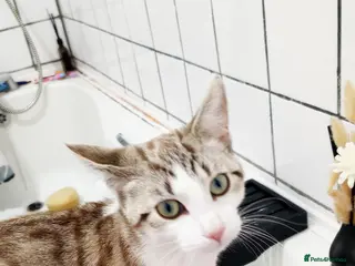 Bengal cats Bengal female angel - Advert 2