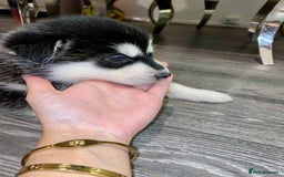 Huskita dogs for sale: huskeys  - Advert 5