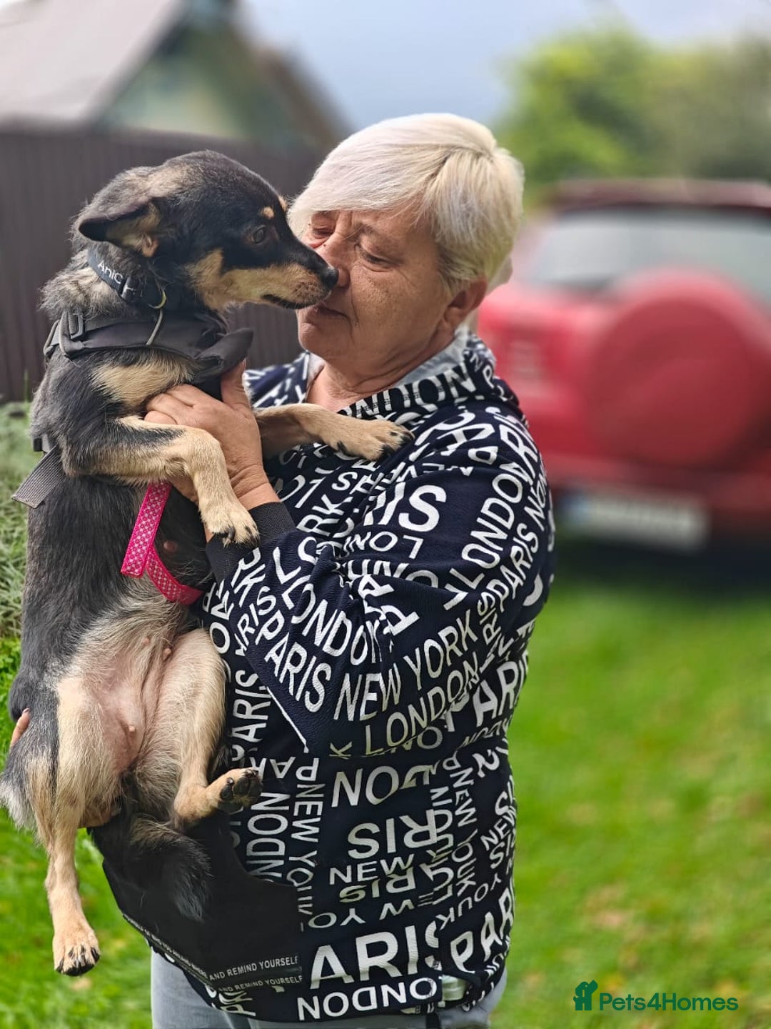 Mixed Breed dogs for adoption: 💖🐶 BUKA 🐶💖 - Image 3