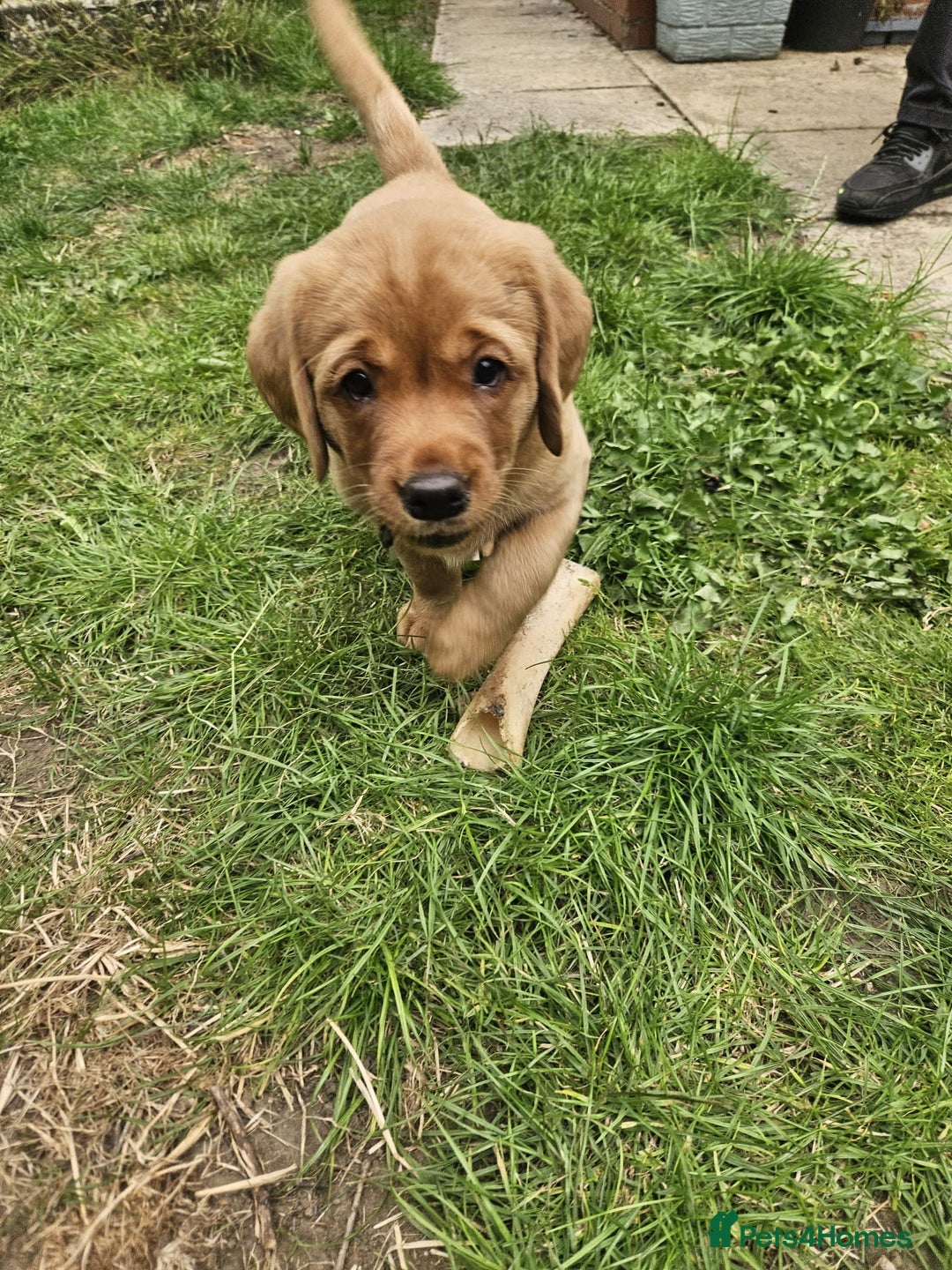 Goldador dogs for sale: Fox red lab x fox red retriever pups READY NOW - Image 11