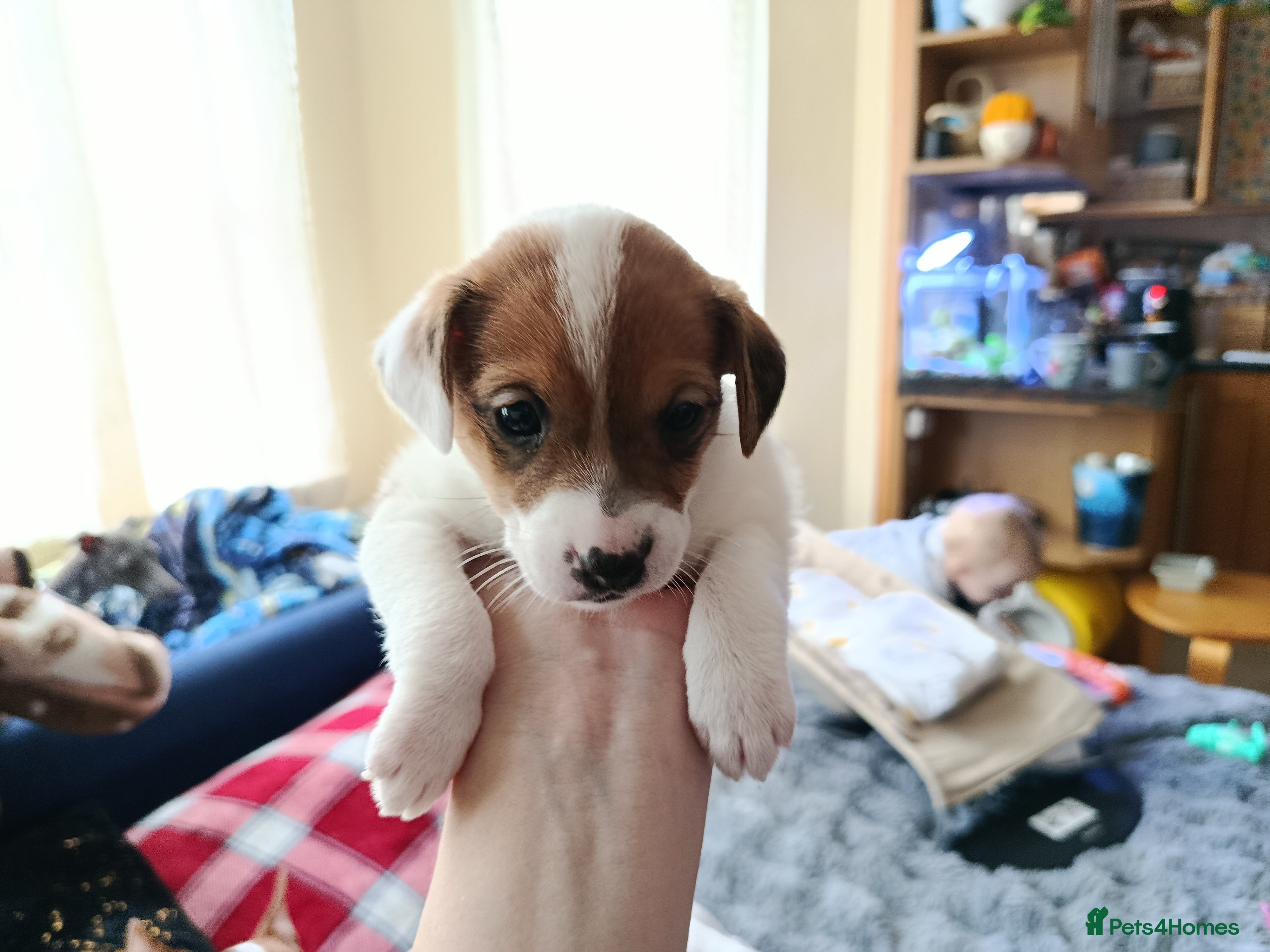 Jack Russell dogs 🤎🐶 Adorable Jack Russell Terrier Puppies✨ - Advert 18