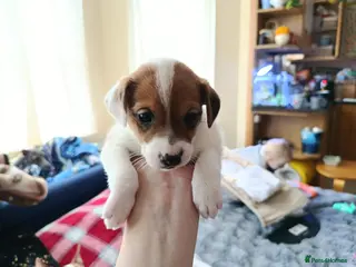 Jack Russell dogs 🤎🐶 Adorable Jack Russell Terrier Puppies✨ - Advert 18