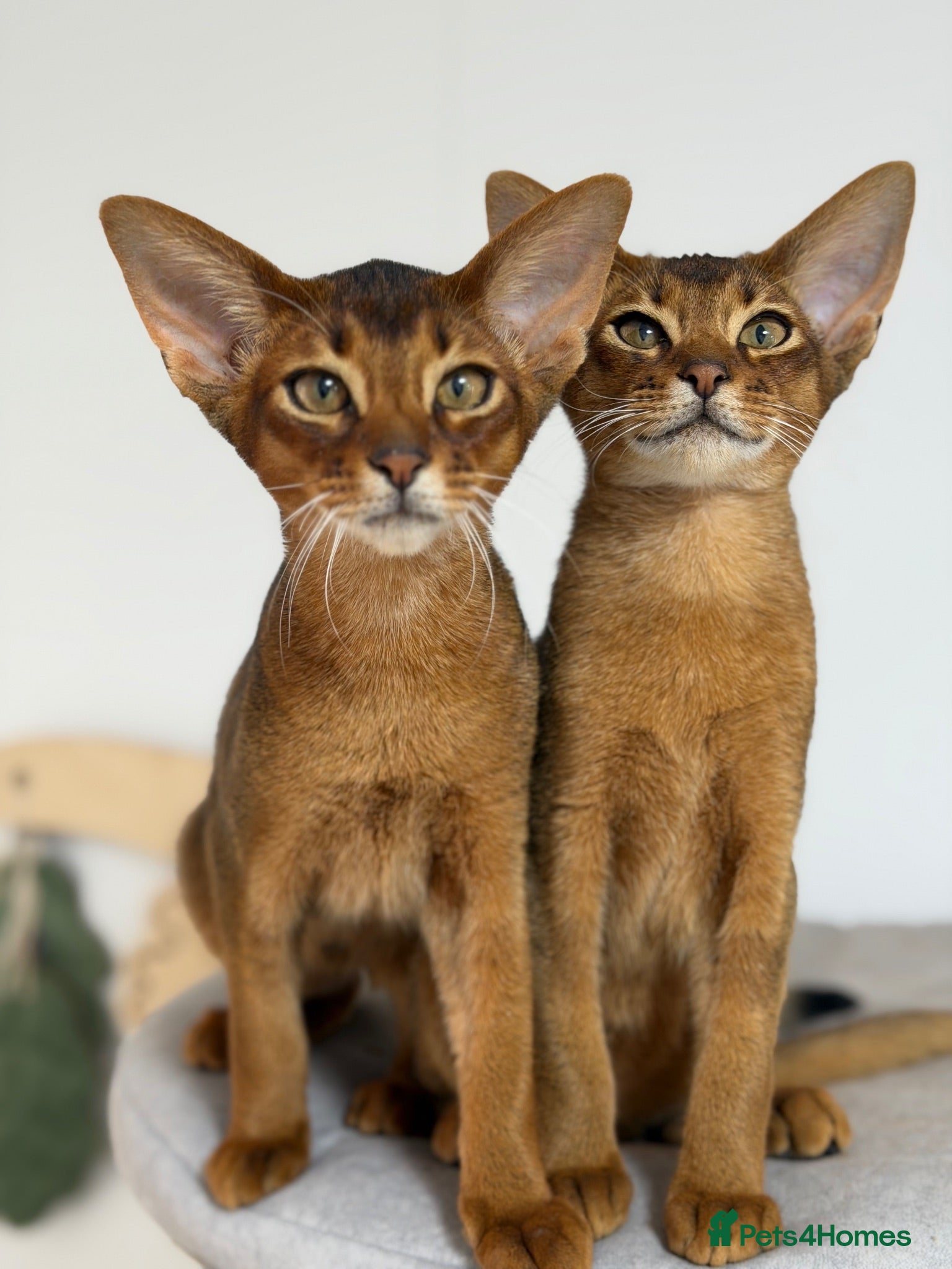 Abyssinian cats  Abyssinian kittens 🐈‍⬛  - Advert 1
