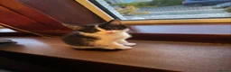 Domestic Shorthair cats for sale: Kittens for sale - Advert 3