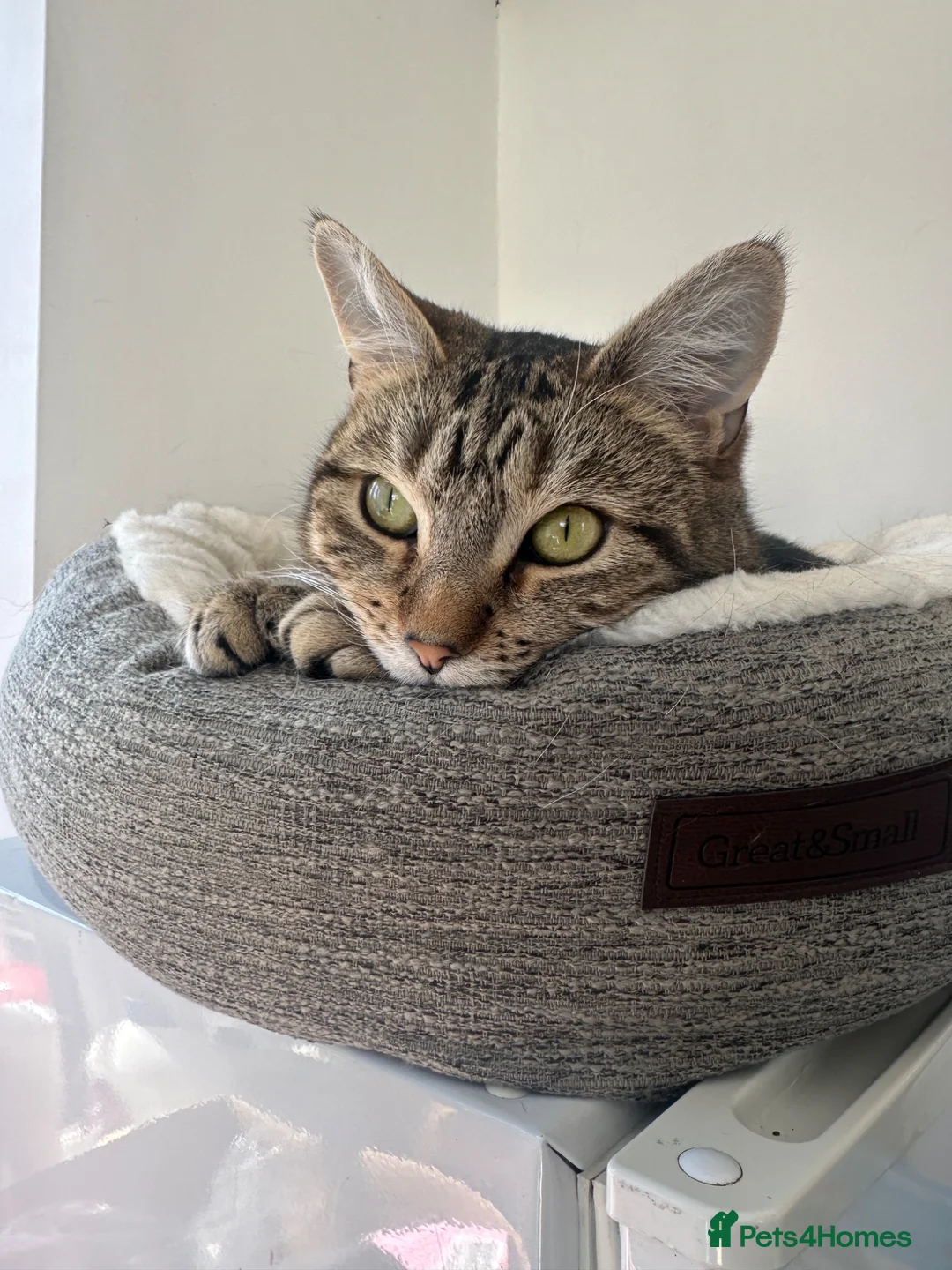 Domestic Shorthair cats for sale: A 4 year old female Domestic shorthair  - Advert 2
