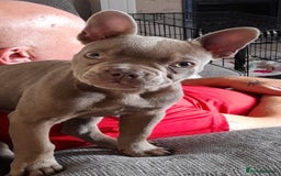 French Bulldog dogs for sale: 2 French Bull Dogs looking for a forever home  - Image 3